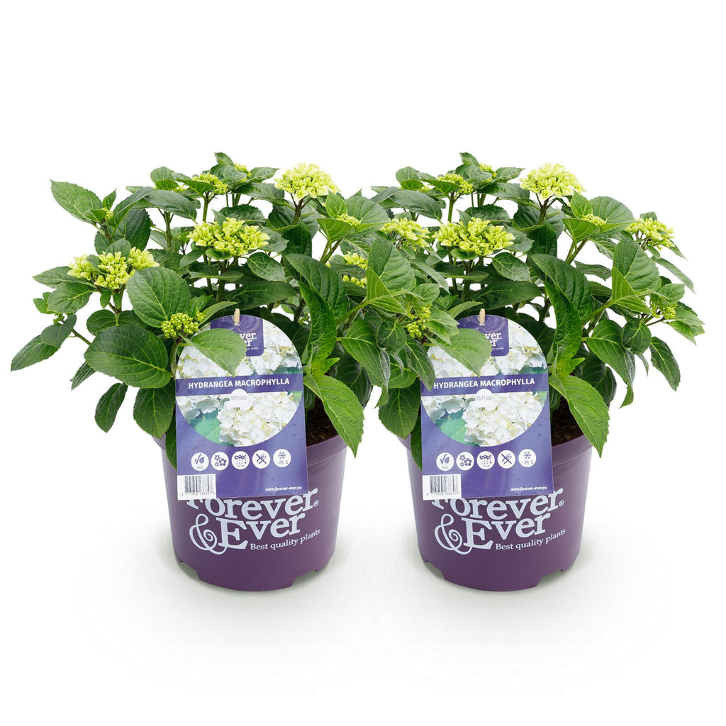 Hortensia Hydrangea Forever & Ever wit, kenmerkend blad