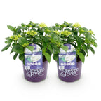 Hortensia Hydrangea Forever & Ever wit, kenmerkend blad