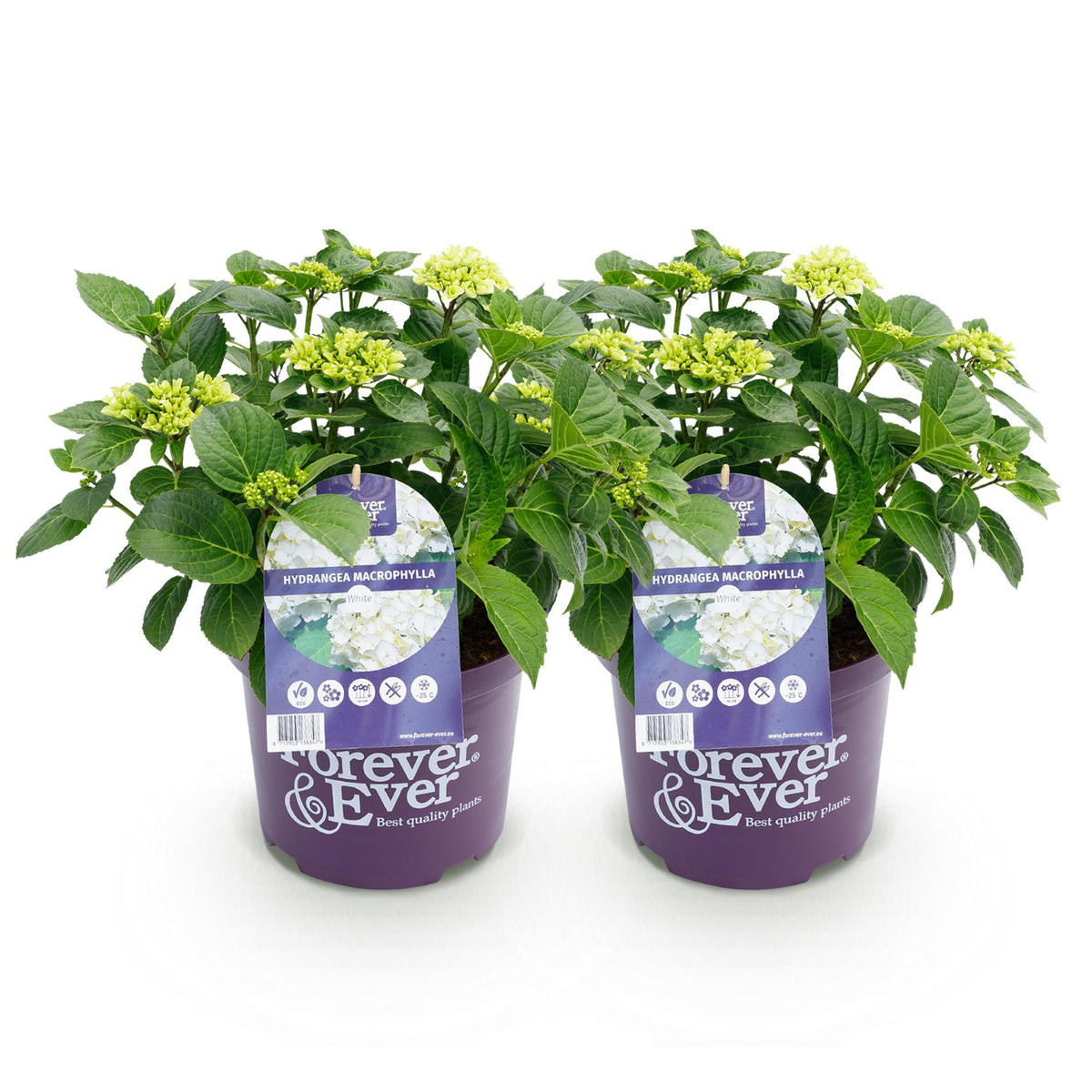 Hortensia Hydrangea Forever & Ever wit, kenmerkend blad