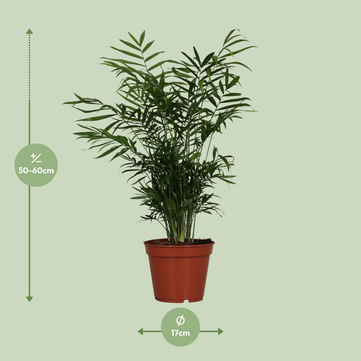 Productafbeelding van Pureplant