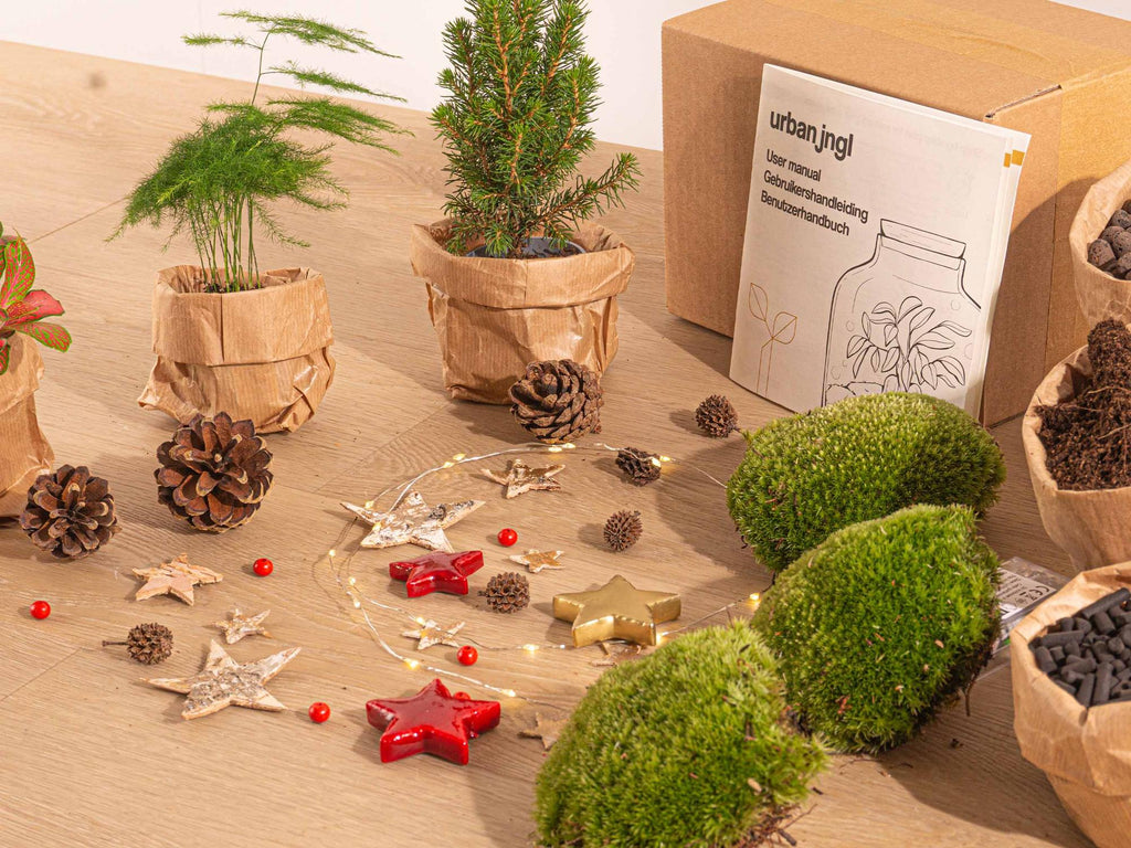 Detailfoto van Terrarium kerstpakket, mini-kerstboom, navulling, 3 planten