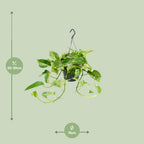 Detailfoto van Epipremnum Marble Queen - Scindapsus