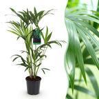 Howea Forsteriana, 80-85 cm hoog, decoratieve plant