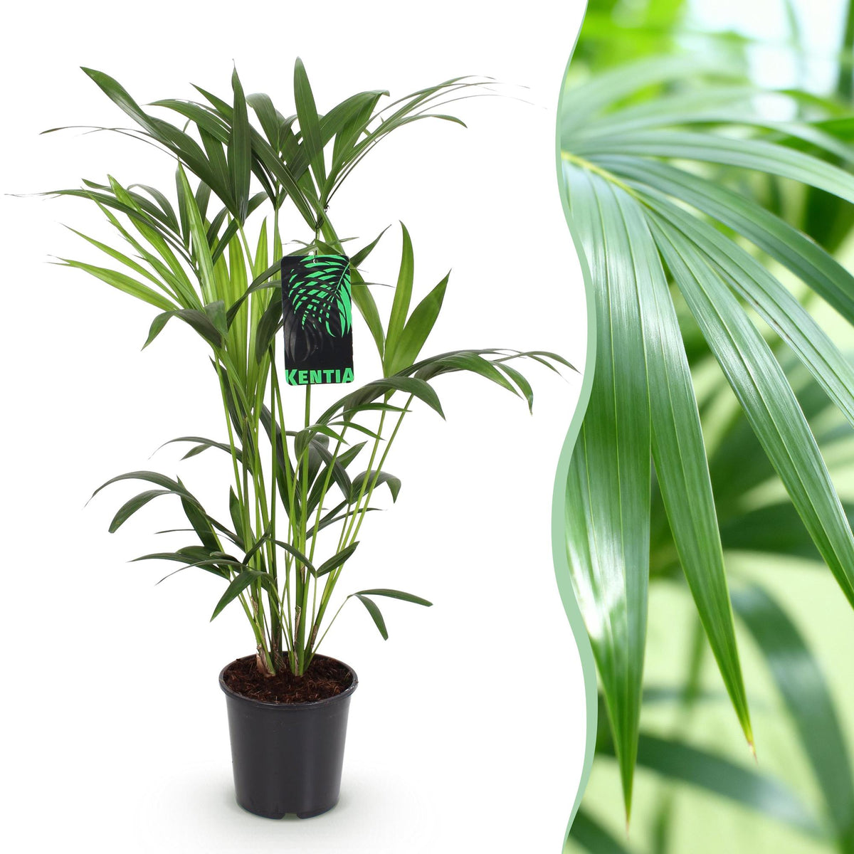 Howea Forsteriana, 80-85 cm hoog, decoratieve plant