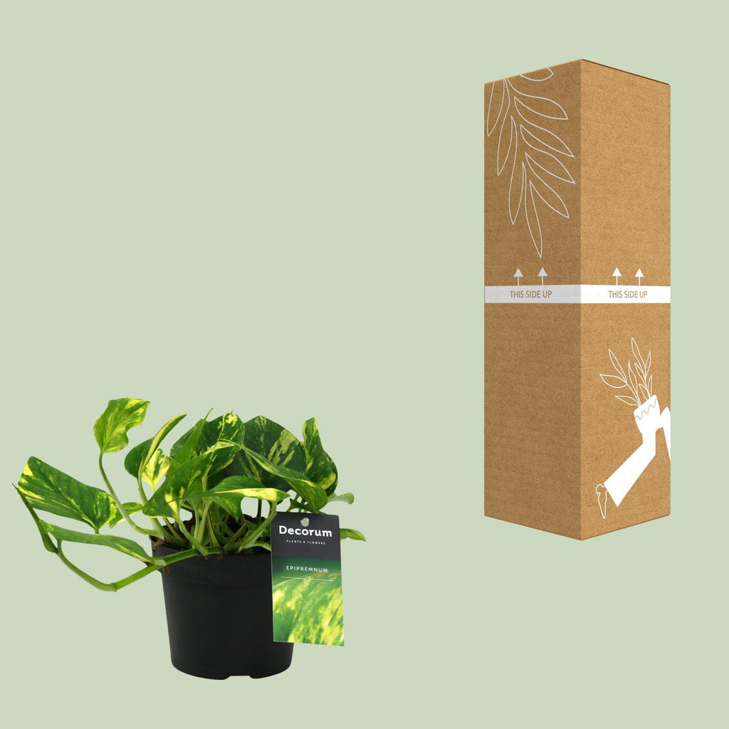 Detailfoto van Scindapsus (Epipremnum) N'joy Gold