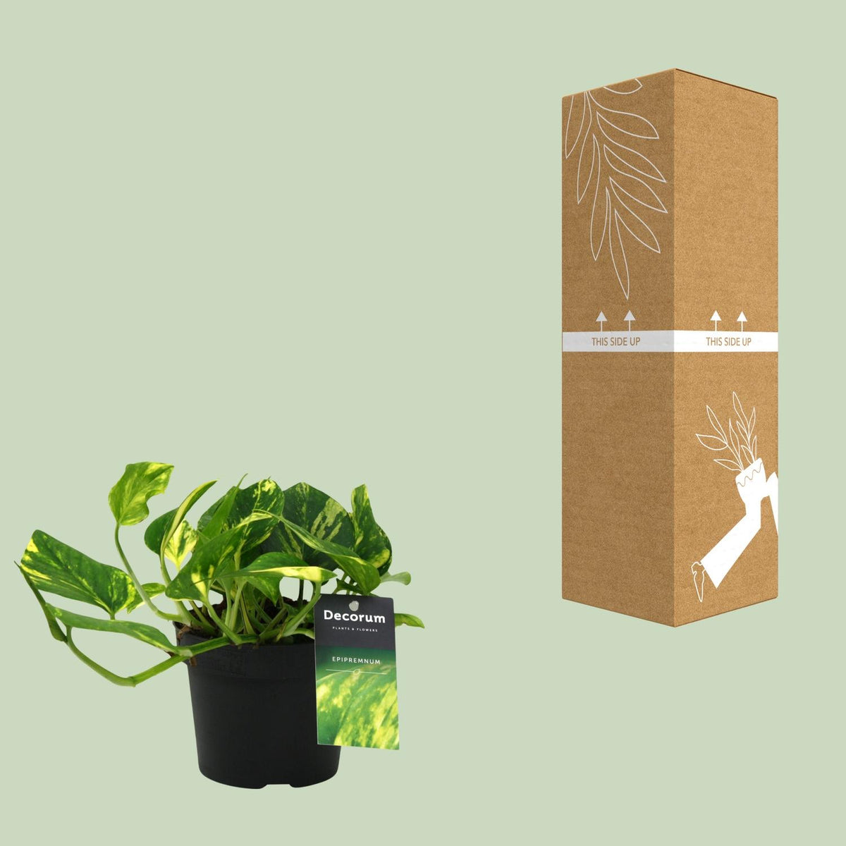Detailfoto van Scindapsus (Epipremnum) N'joy Gold