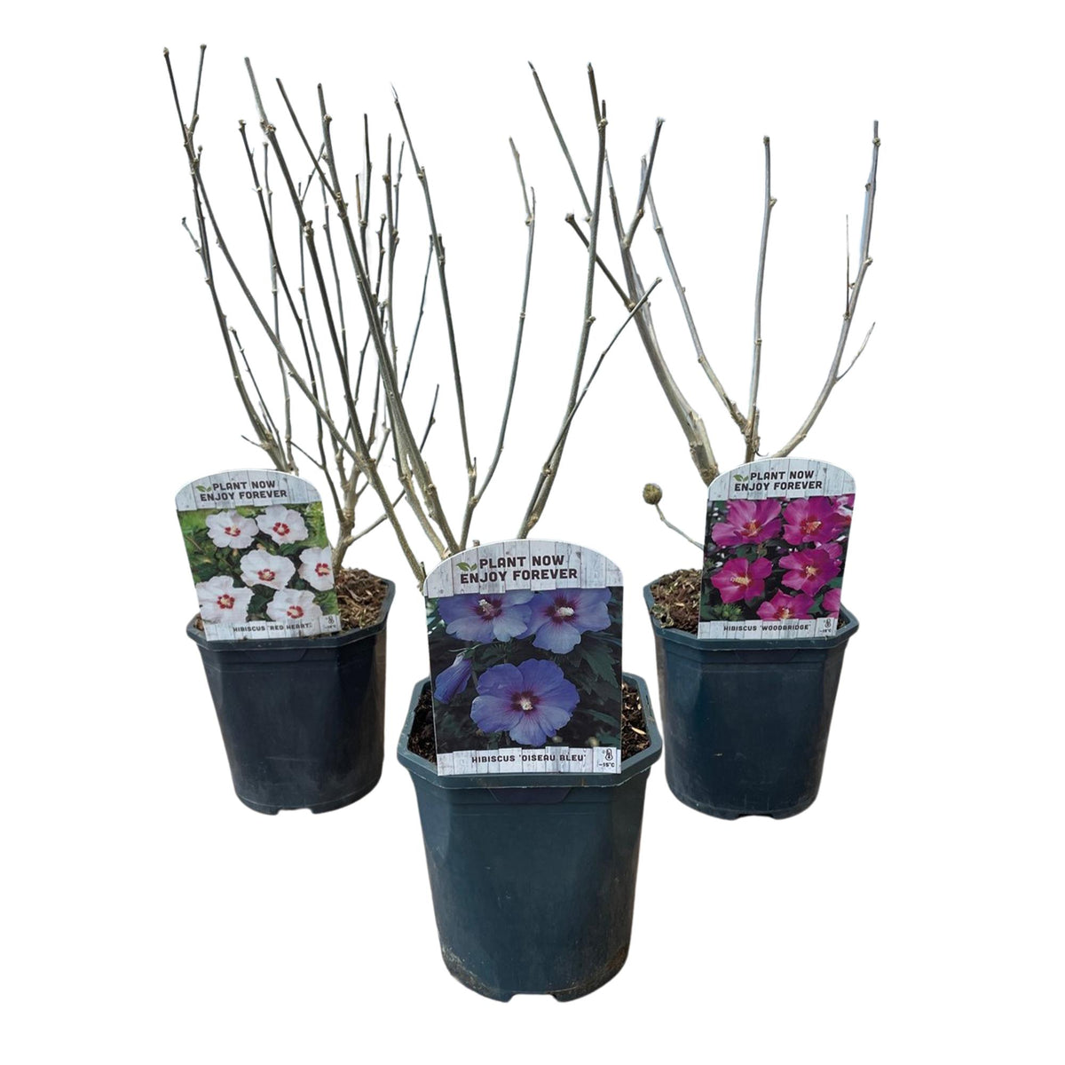 Hibiscus syriacus Tricolour, groeiwijze van de plant