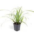Carex morrowii 'Ice Dance', plant in pot