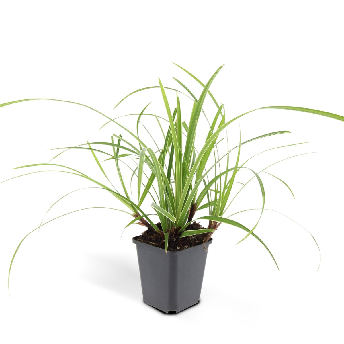 Carex morrowii 'Ice Dance', plant in pot