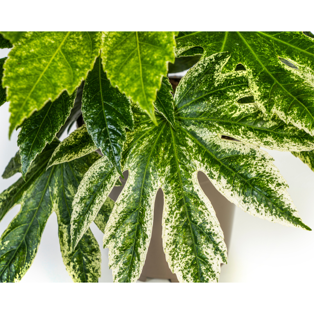 Fatsia Japonica Spider's Web, kenmerkend blad