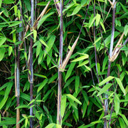 Fargesia nitida Black Dragon, 35 cm hoog