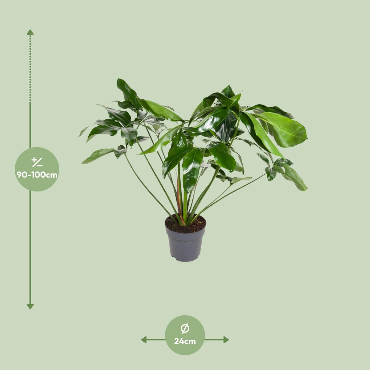 Detailfoto van Philodendron Green Wonder