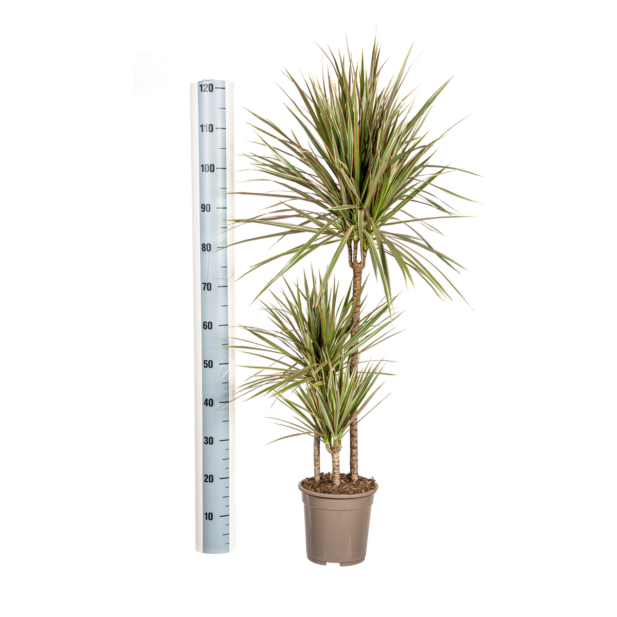 Dracaena Marginata Bicolor, detail van het blad