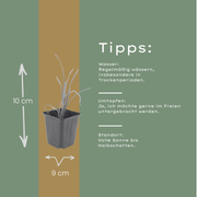 Hemerocallis &