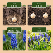 Blauw druifje Muscari armeniacum bloembollen, foto 4