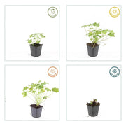 Geranium macr. &