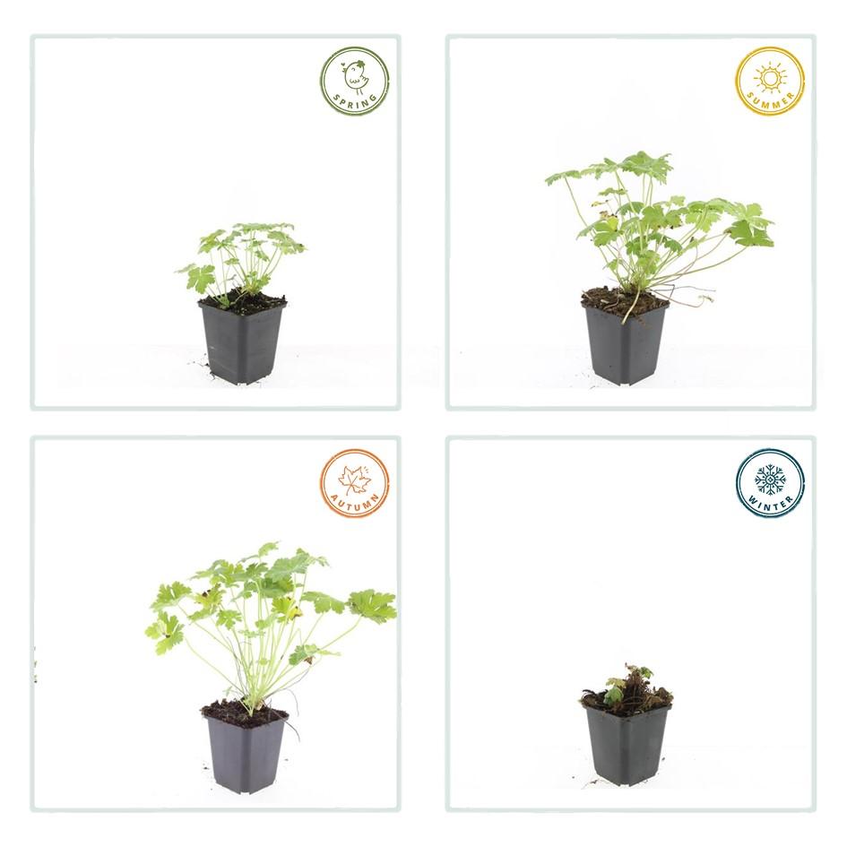 Geranium macr. 'Czakor', groene bladeren