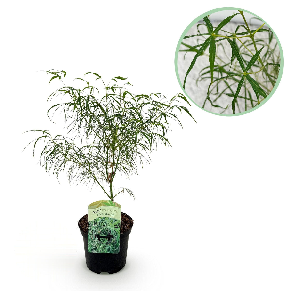 Japanse esdoorn Acer palmatum Koto-no-ito, plant in pot