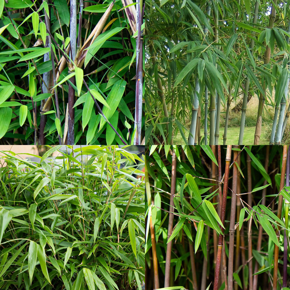 Fargesia mix Rainbow, bladhoudende bamboe voor de tuin (4x), groene bladeren