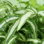 Pteris cretica Albolineata, plant in kweekpot
