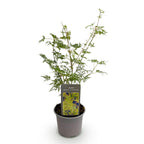 Acer palmatum Emerald Lace, 35 cm hoog, compacte plant