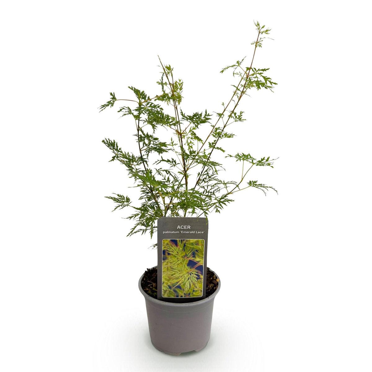 Acer palmatum Emerald Lace, 35 cm hoog, compacte plant