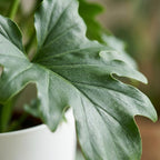 Philodendron Lickety split met witte pot, groene bladeren