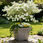Cornus Florida, plant voor tuin en border