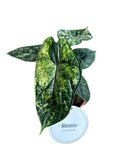 Productfoto van Alocasia Dragon Scale Variegata