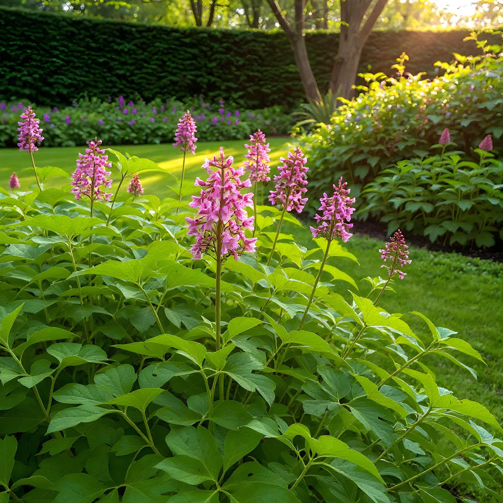 Corydalis Beth Evans, plant in pot