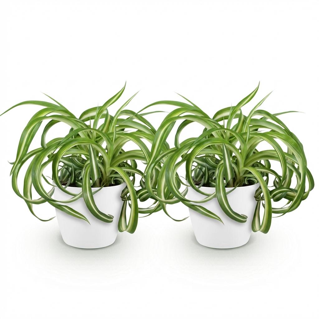 Chlorophytum comosum Bonnie met witte pot, kenmerkend blad