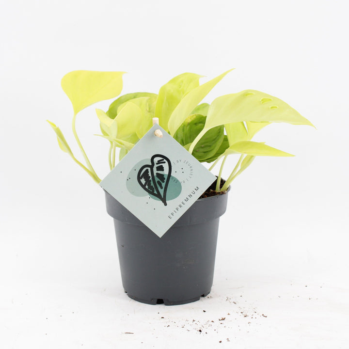 Epipremnum &