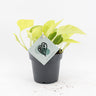 Epipremnum 'Champs-Élysées' - geelgroene scindapsus