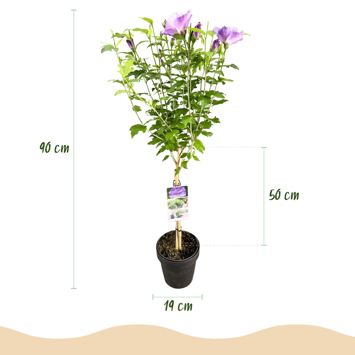 Hibiscus syriacus Lavendor Chiffon®, groene bladeren