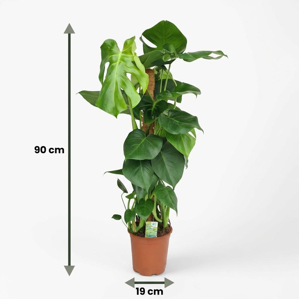 Gatenplant, groeiwijze van de plant