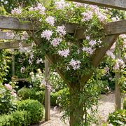 Jasminum x stephanense - roze jasmijn - set van 4