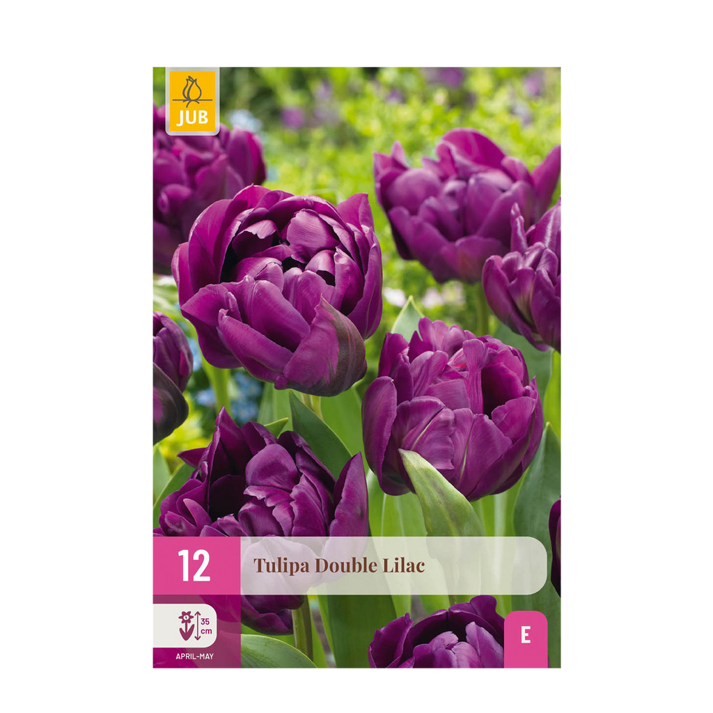 Tulp Double Lilac, detail van het blad