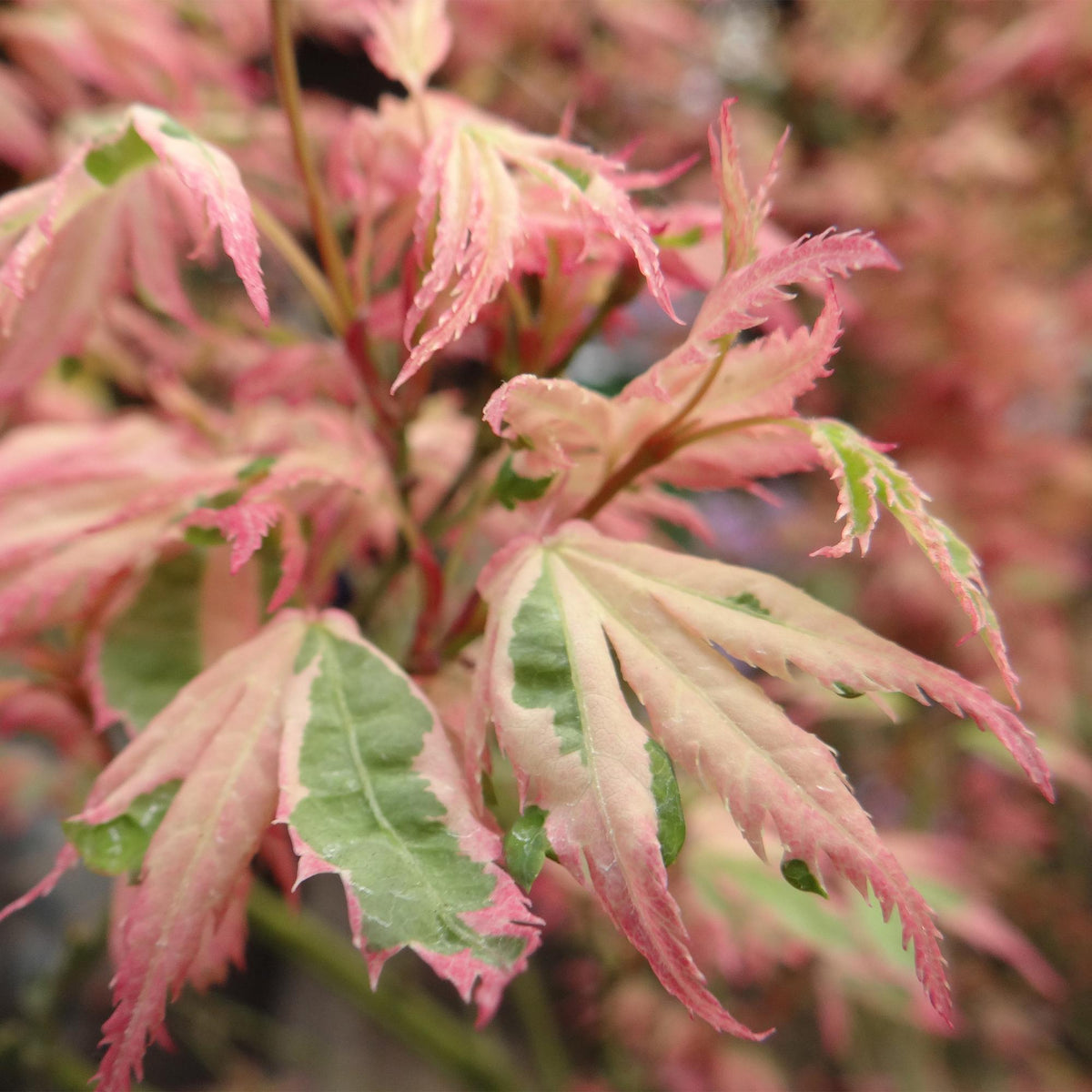 Japanse esdoorn Acer palmatum Iyoshi, detail van het blad