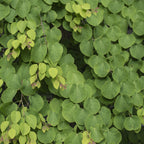 Cercidiphyllum japonicum, plant voor tuin en border