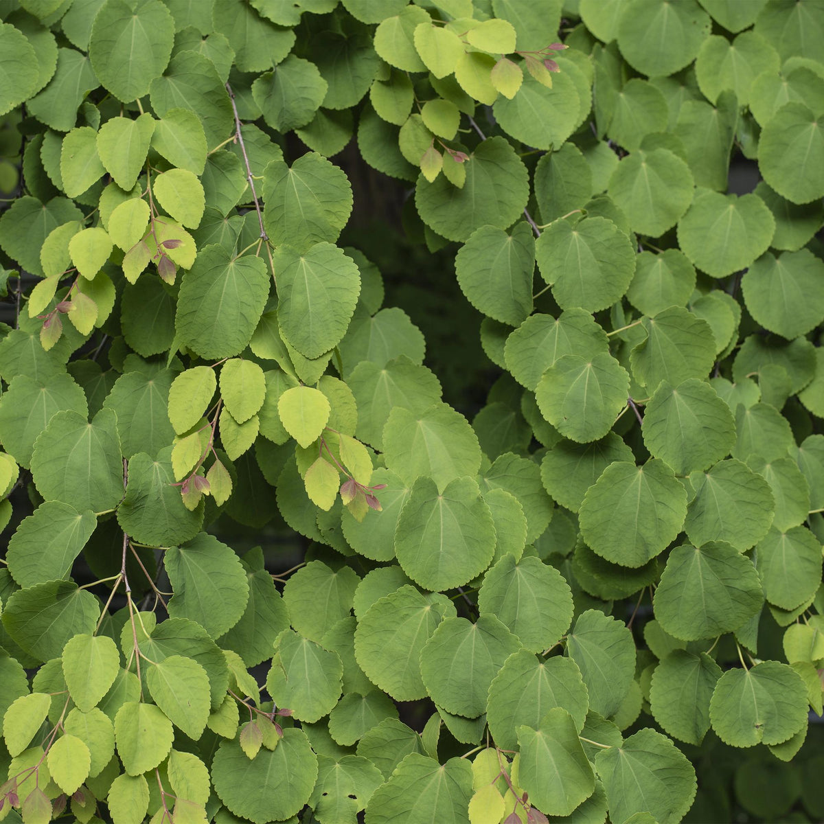 Cercidiphyllum japonicum, plant voor tuin en border