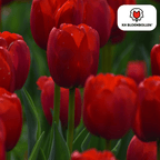 Tulpenbollen Seadov – 20 Stuks Maat 11/12, kenmerkend blad