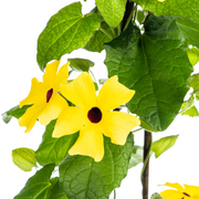 4x Thunbergia Alata Sunny Susy Yellow