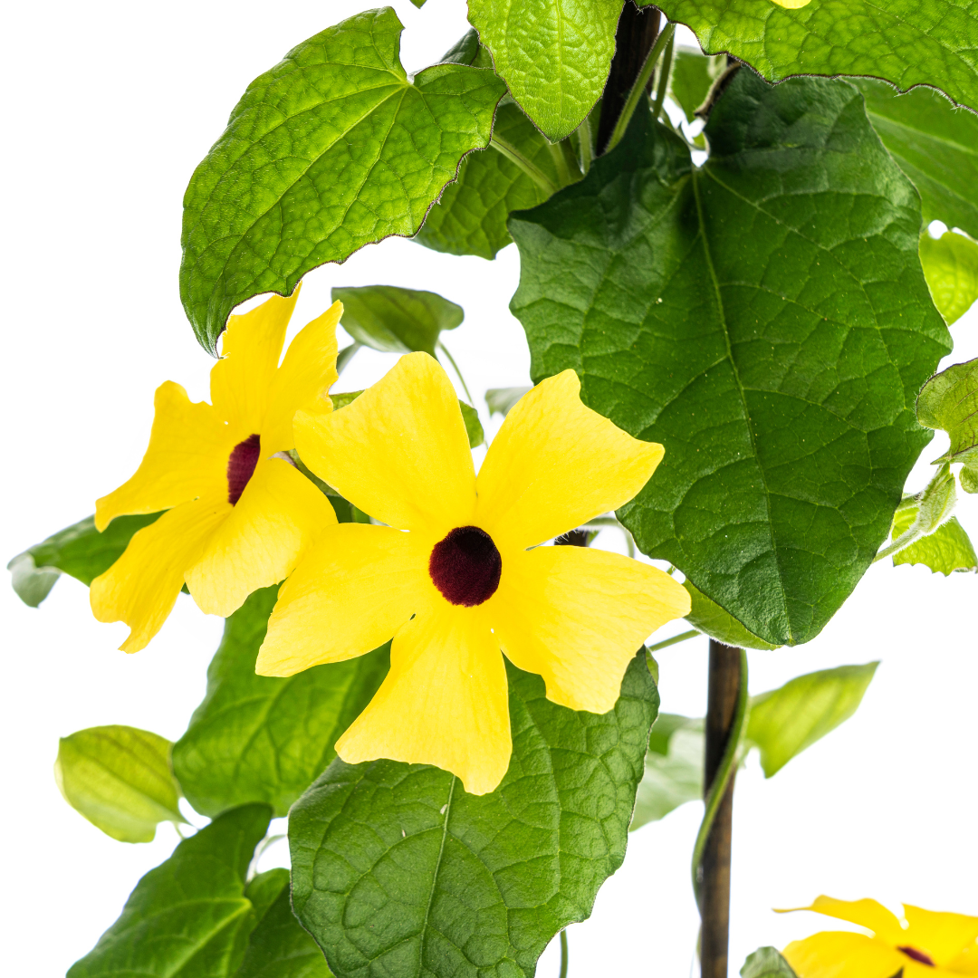 4x Thunbergia Alata Sunny Susy Yellow, kenmerkend blad