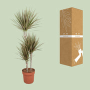 Dracaena Bicolor
