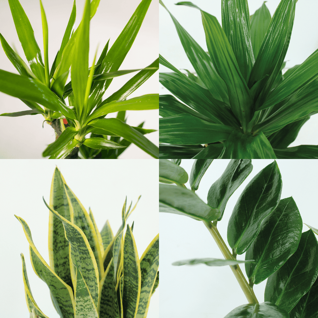 Detailfoto van Makkelijke plantenbox - 4 kamerplanten - Diverse hoogtes