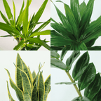 Detailfoto van Makkelijke plantenbox - 4 kamerplanten - Diverse hoogtes