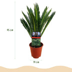 Cycas revoluta, 45-55 cm hoog, groene bladeren