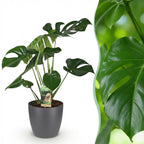 Monstera Deliciosa, groene bladeren