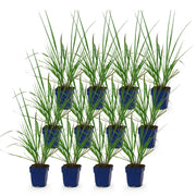 Pennisetum alop. Black Beauty - Lampenpoetsergras - Met Pluim - 12 Planten