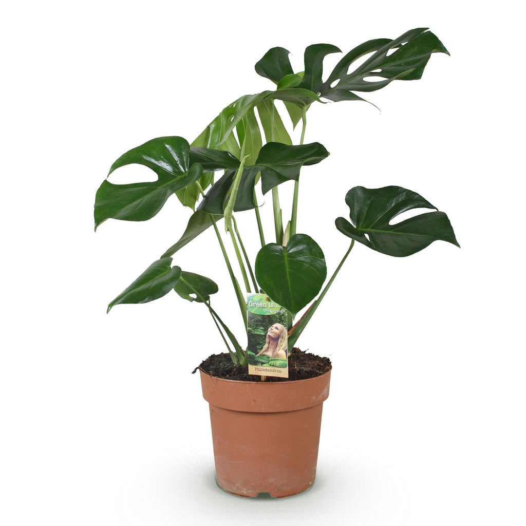 Monstera Deliciosa, kenmerkend blad